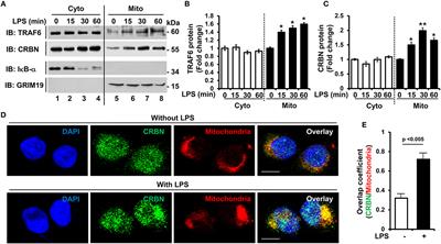 CRBN Is a Negative Regulator of Bactericidal Activity and Autophagy Activation Through Inhibiting the Ubiquitination of ECSIT and BECN1